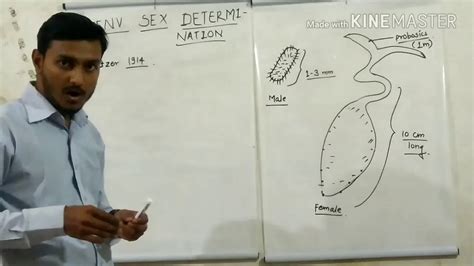 environmental sex determination in bonelia viridis youtube