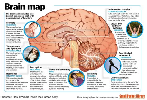 infographic brain map