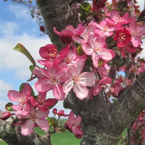 flowering plum  country  designs blog