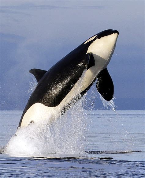 seaworld plans   orca shows  san diego    daily universe