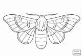 Silkworm Drawing Cycle Life Coloring Moth Pages Getdrawings sketch template