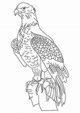 Eagle Coloring Pages Books Last sketch template