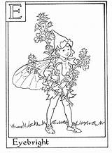 Coloring Fairies Fairy Eyebright Fee 1774 1302 Gratuit Farys Barker sketch template