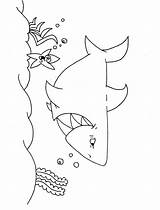 Shark Sharks Kidzone Dolphin sketch template