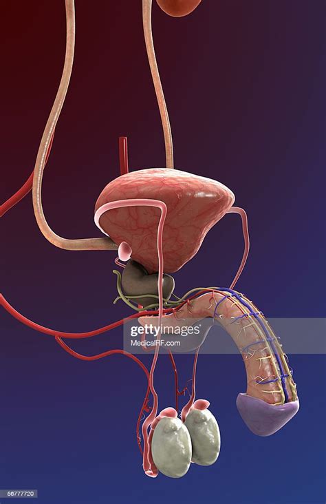A Three Quarter Lateral View Of The Male Urogenital System Illustration