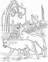 Coloring Coyotes Colorear Howling Mongolian Desierto Aullando Cheetah Ninjago Designlooter sketch template