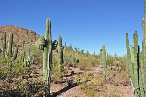 arizona desert landscape photograph  ingrid perlstrom fine art america