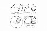 Fibonacci Spirals Sequence Proportion Vect sketch template