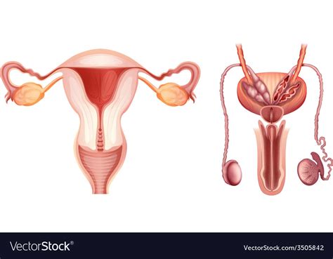 Male And Female Reproductive System Diagram Labeled