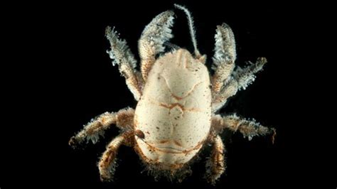 Bbc Earth In The Deep Sea There Live Crabs That Look Like Yetis