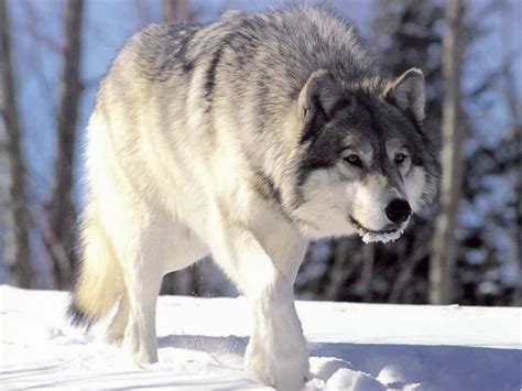 arctic wolf pets