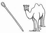 Needle Coloring Camel Pages Camels Kids Disimpan Dari Getcolorings Sheets sketch template