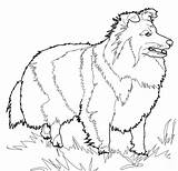 Shetland Sheepdog Coloriage Ausmalbilder Pastor Berger Ausmalbild Hond Husky Sheets Collie Zeichnen sketch template