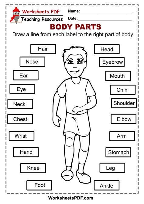 body parts worksheet   find tracing worksheets crossword