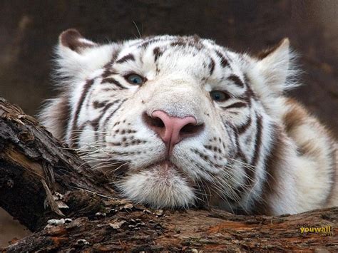 tigre blanco tigre blanco panthera tigris