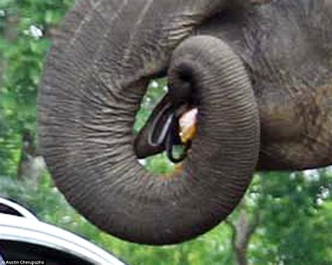 elephant devours woman s handbag after couple stopped to take a selfie