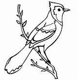 Coloring Jay Blue Bird Pages Birds Printable Color Drawing Online Outline Baby Branch Bear Cliparts Mama Kids Thecolor Coloringpages101 Drawings sketch template