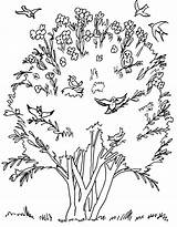 Mustard Seed Coloring Pages Seeds Parable Senape Di Granello Drawing Parabola La Da Del Colouring Sheets Tree Colorare Bambini Per sketch template