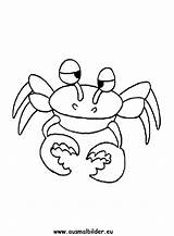Krabbe Krabben Ausmalbild Ausmalbilder Tiere sketch template