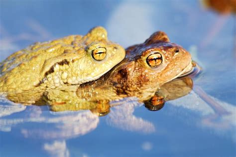 Frog Life Cycle Stock Images Download 84 Royalty Free Photos