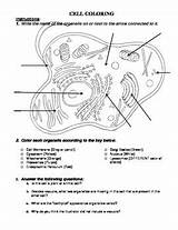 Cell Animal Coloring Plant Analysis Questions Followers sketch template