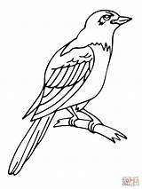 Magpie Coloring Pages Printable Color Tropical Bird sketch template