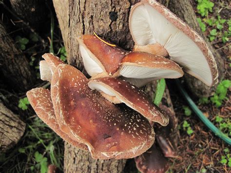 member spotlight shiitake mushroom logs northwest natural resource group