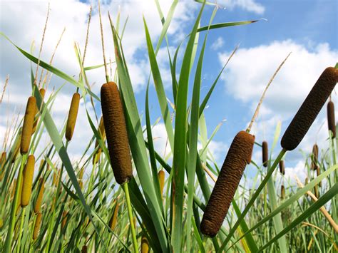 cattail wildlife heritage foundation