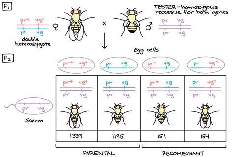 5 Step Guide To Understand Linked Genes And Chromosome Meiosis