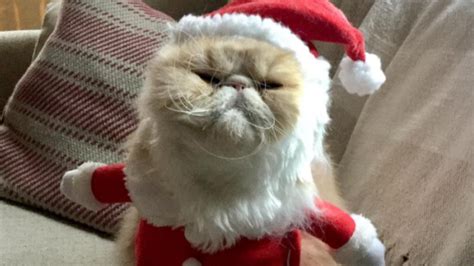 Cats On Instagram Wish You A Meowy Christmas And A Happy Mew Year