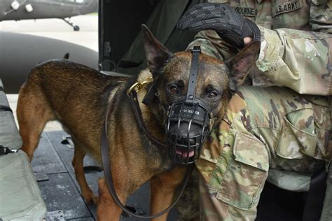 military working dogs   handlers receive medical evacuation