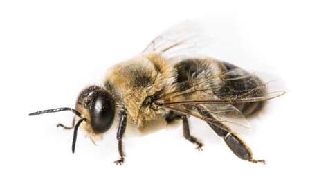 drone bees drone hd wallpaper regimageorg