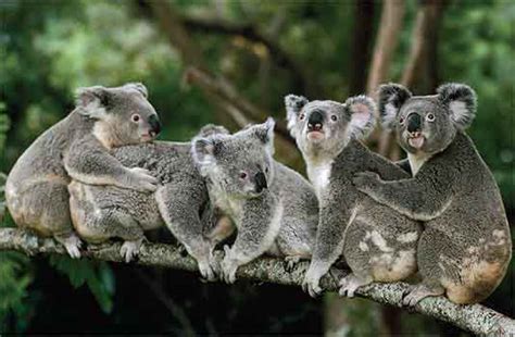 koala amazing facts habitat diet   sciencefun