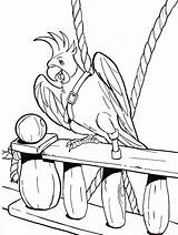 Parrot Coloring Pages Pirate Printable Visit Books sketch template