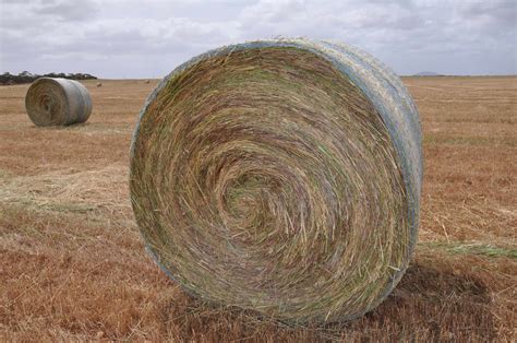 certified organic large  oaten hay bales hay fodder