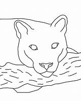 Cougar Coloring Pages Eastern Color Drawing Print Animal Sketch Popular Animals Library Getdrawings Colouring sketch template