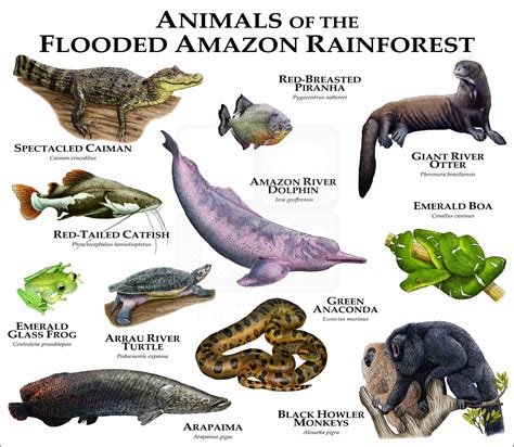 animals   flooded amazon rainforest poster print inkart