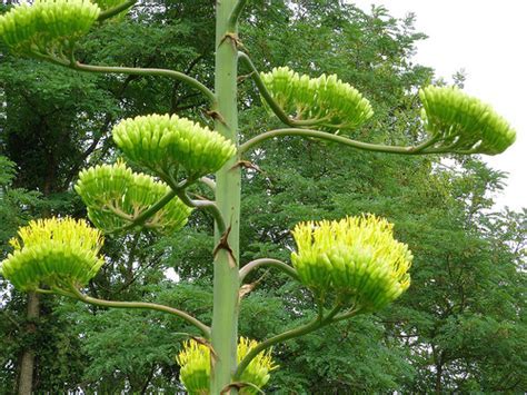 Agave americana flowers   Flickr   Photo Sharing!