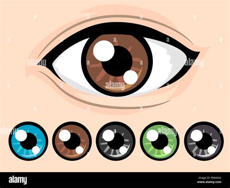 illustration   brown eye   eye colors  blue brown black green  gray