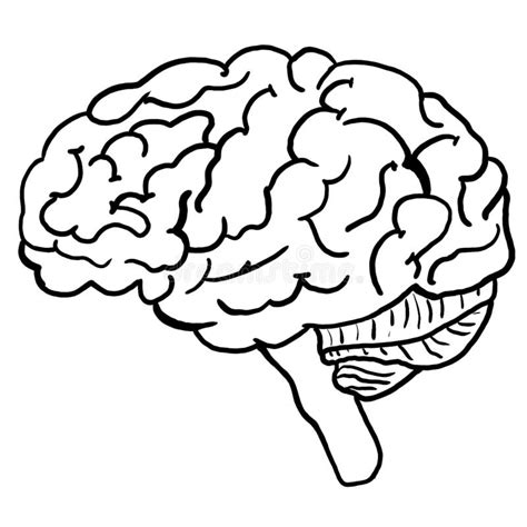 illustration  human brain anatomy coloring page stock illustration
