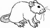 Rat Coloring Pages Sheet Color Getcolorings Printable Template sketch template