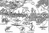 Food Mangrove Web Chains Webs Organisms Trophic Ecosystem Mangroves Chain Forest Biology Weebly Forests Habitat Red Marine Levels Producers Estuary sketch template