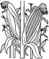 Corn Stalk Drawing Getdrawings sketch template
