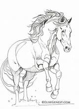 Andalusier Andalusian Colouring Friesian Pencil Lineart Pegasus Pixstats sketch template