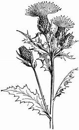 Flower Cirsium Thistles sketch template