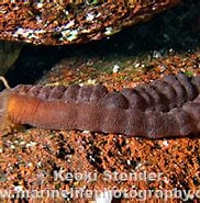 Afbeeldingsresultaten voor "Polyplectana Kefersteini". Grootte: 182 x 141. Bron: www.marinelifephotography.com