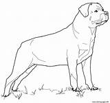 Rottweiler Coloring Pages Dog Printable Drawing Pit Print Color Puppy Getdrawings Colorings Getcolorings Supercoloring Choose Board Silhouettes sketch template