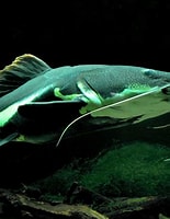 Image result for catfish. Size: 155 x 200. Source: www.spirit-animals.com