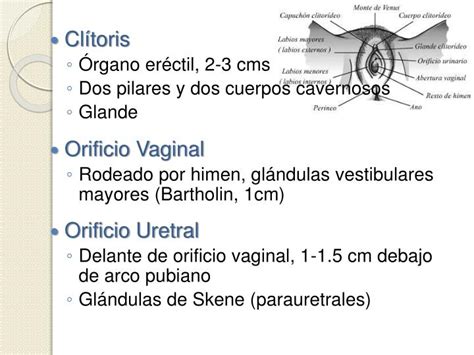 Ppt AnatomÍa Órganos Genitales Internos Powerpoint Presentation Id