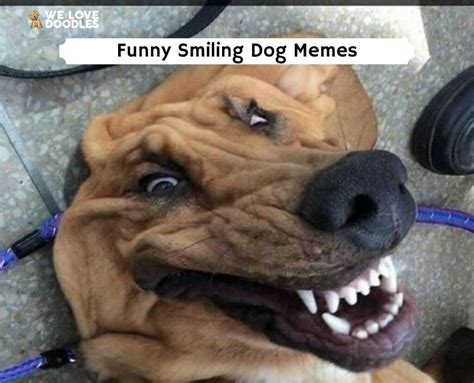 funny smiling dog memes   love doodles
